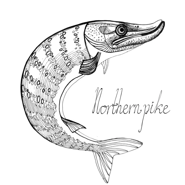 Hand drawn northern pike — Stock Illustration Hand drawn northern pike Stock Illustration