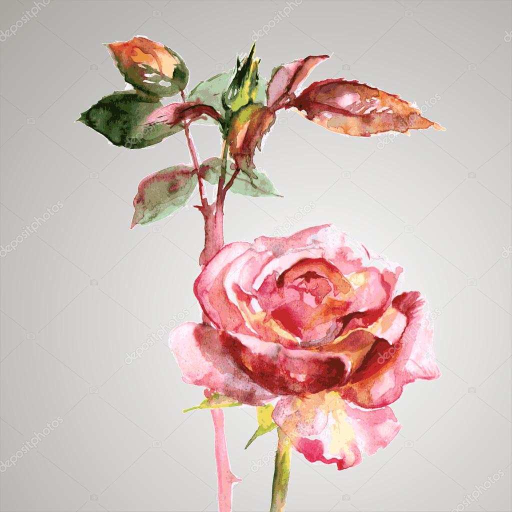 Rose Flowers In Watercolor Paintings — Stock Vector © Gingerkatya 68262093
