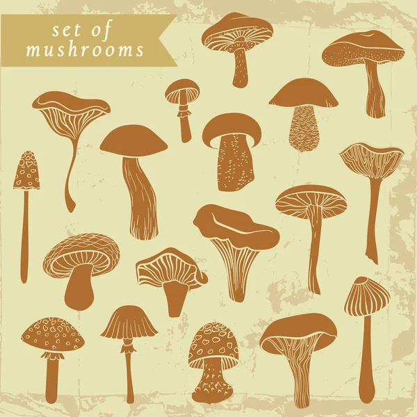 Ensemble vintage de différents champignons dessinés à la main dans des tons brun pastel . — Image vectorielle