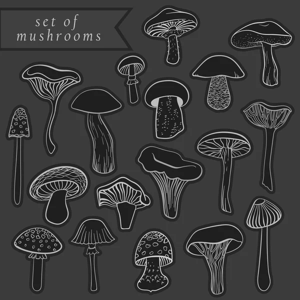 Ensemble vintage de différents champignons dessinés à la main sur tableau — Image vectorielle