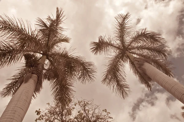 Palmiye Ağaçları Ile Bulutlu Gökyüzü Arka Plan Üzerinde — Stok fotoğraf
