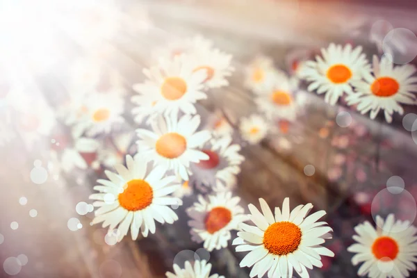 Grama verde e flores de camomila — Fotografia de Stock