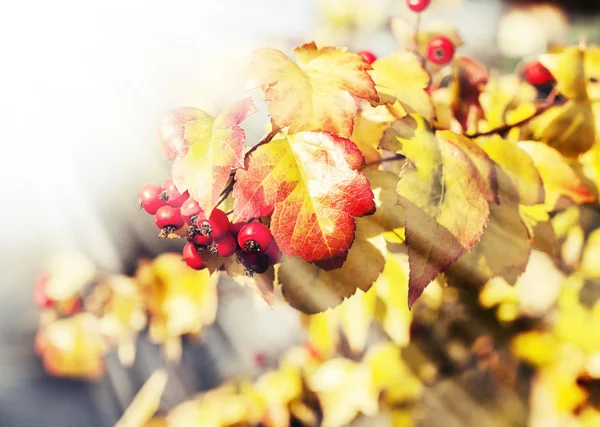 Podzimní Strom Listy Žluté Červené Bobule Před Pozadí Modré Oblohy — Stock fotografie