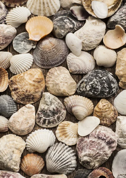 Collection Little Shells Wooden Background Close — Stock Photo, Image