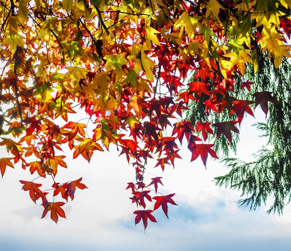 Осіннє листя на фоні блакитного неба — стокове фото
