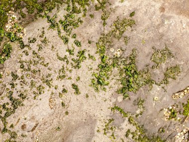 taş doku üzerinde yeşil deniz yosunu parçaları 