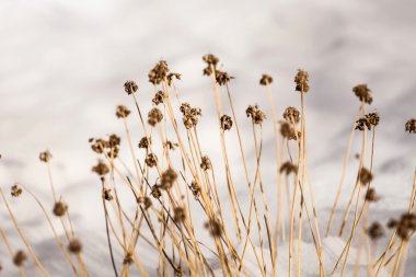 Vahşi kış çiçek