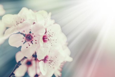 çiçekli ağaç dalı