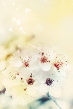 çiçekli ağaç dalı