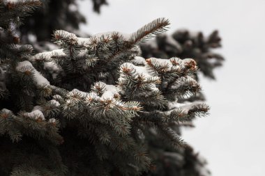 Kar köknar ağacı dalları