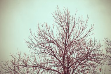 Çıplak ağaç dallarında