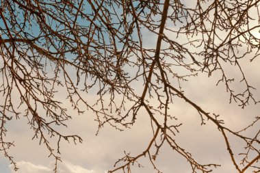 Çıplak ağaç dallarında 