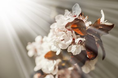 çiçekli ağaç dalı