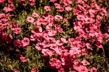 Güneşin altında güzel çiçekler