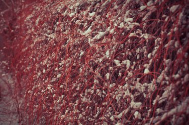 Vahşi kış çiçekleri