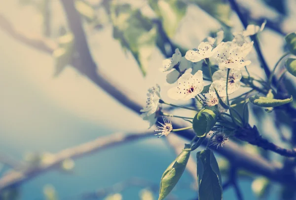 Trädgren med blommor — Stockfoto