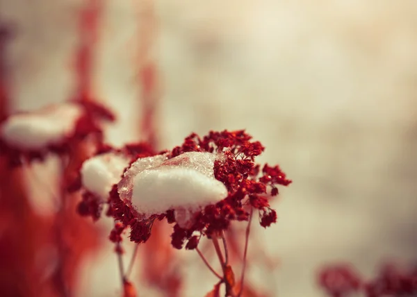 Vilda vinter blomma — Stockfoto