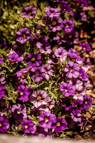 Mooie bloemen in de zon — Stockfoto