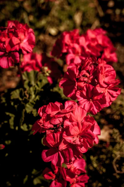 Güneşin altında güzel çiçekler — Stok fotoğraf