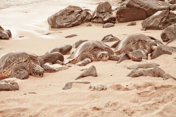 Tortugas Verdes Relajándose Playa Arena Día Soleado — Foto de Stock