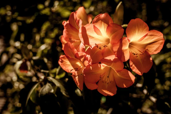 美しいオレンジ色の花と晴れた日に緑の葉が付いているツツジ薮 — ストック写真