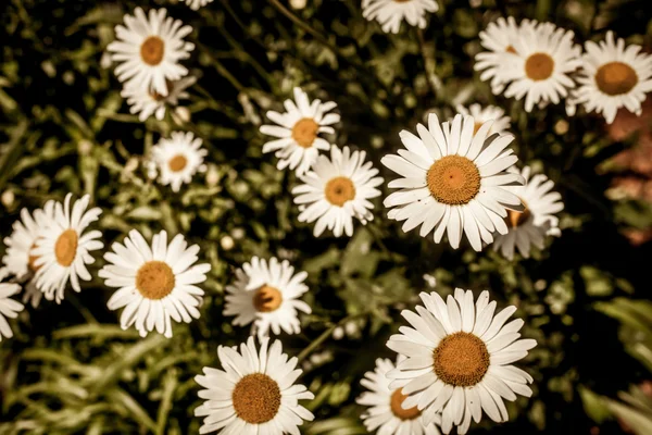 Erba verde e fiori di camomilla — Foto Stock