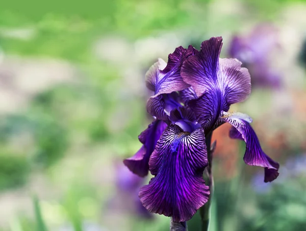 Hermosa flor fresca — Foto de Stock