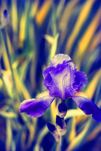 Mooie verse bloemen — Stockfoto