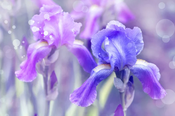 Bellissimi fiori colorati — Foto Stock