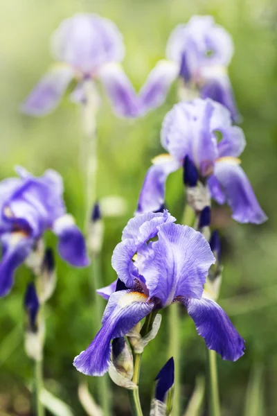 美しい色とりどりの花 — ストック写真