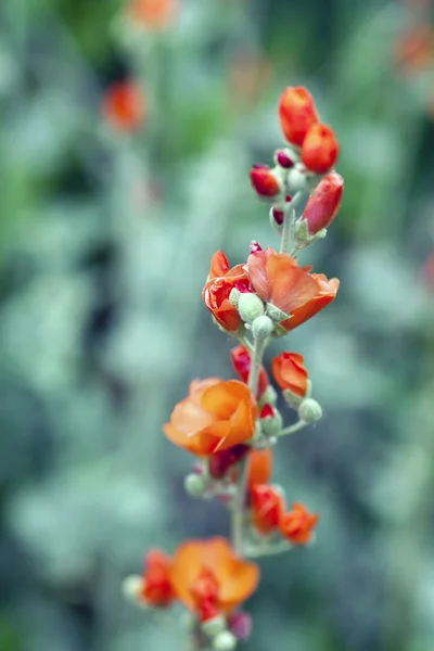 Bellissimi fiori colorati — Foto Stock