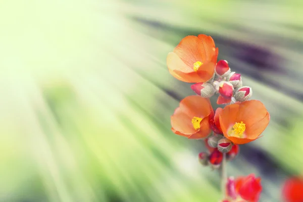 Bellissimi fiori colorati — Foto Stock