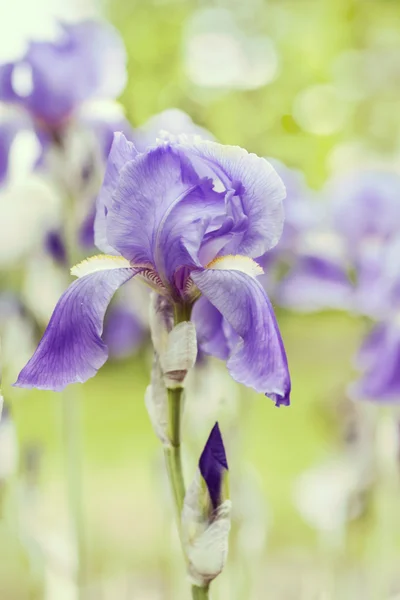 Mooie kleurrijke bloemen — Stockfoto