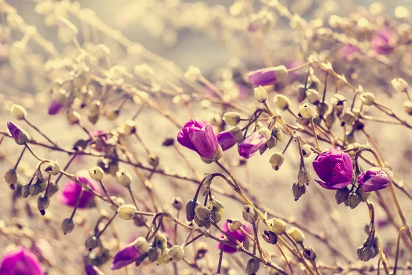 美しい色とりどりの花 — ストック写真
