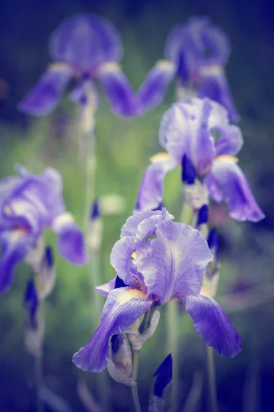 Mooie kleurrijke bloemen — Stockfoto