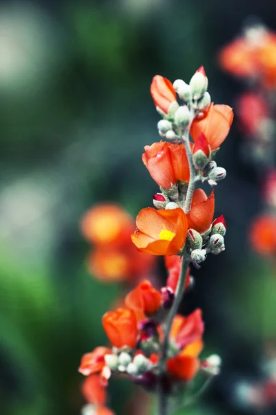 美丽的七彩花朵 — 图库照片
