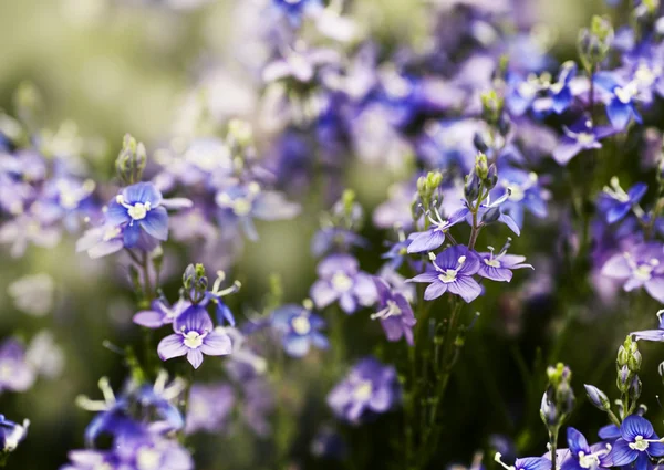 Hermosas flores coloridas — Foto de Stock