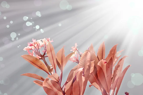 日差しの中で葉を持つ美しいピンクの花 — ストック写真