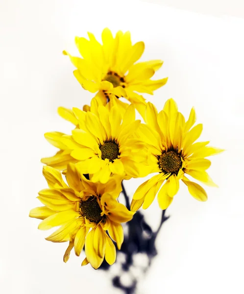 Žluté květy v poli — Stock fotografie
