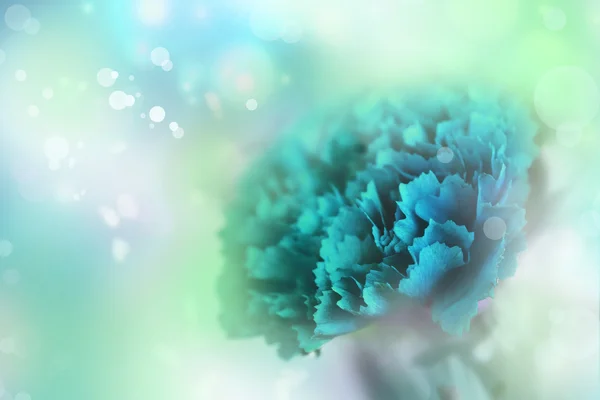 blue carnation flower on blurred background