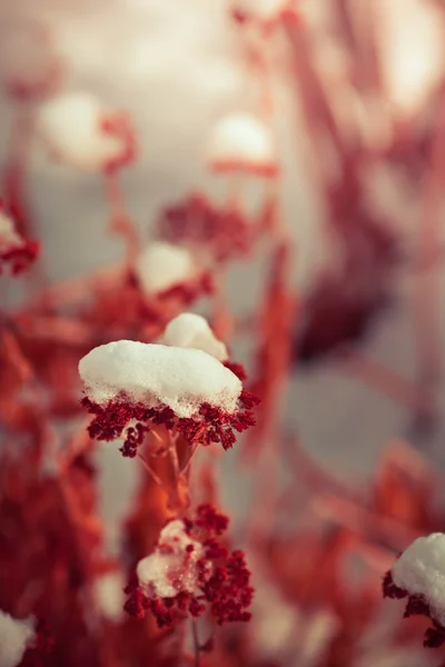 Flor de inverno selvagem — Fotografia de Stock