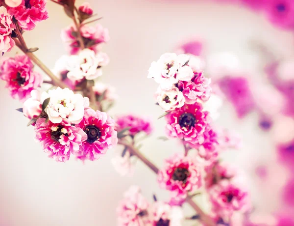 Kvetoucí Strom Sakura Nad Přírodní Pozadí — Stock fotografie