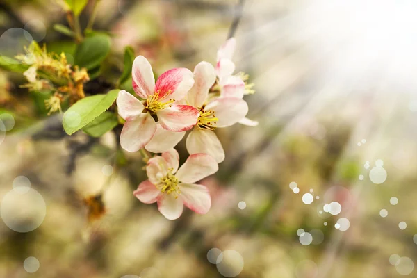 Ramo d'albero con fiori — Foto Stock