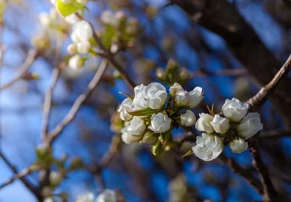 Tree branch with flowers — Stock Photo, Image