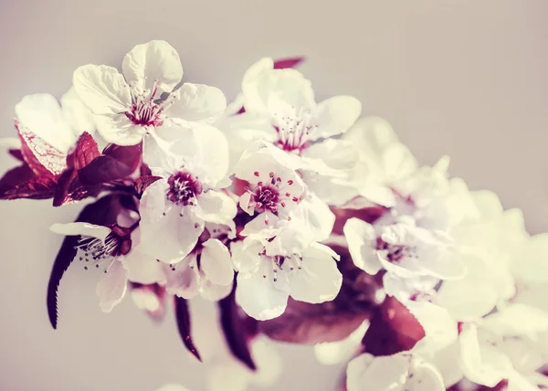 꽃 나무 가지 — 스톡 사진