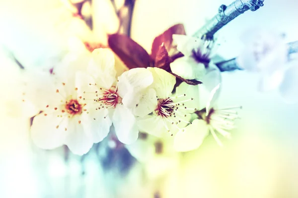Trädgren med blommor — Stockfoto