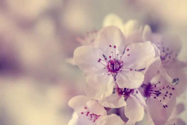 Κλαδί δέντρου με λουλούδια — Φωτογραφία Αρχείου
