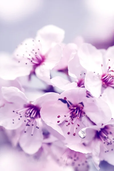 Ramo de árvore com flores — Fotografia de Stock