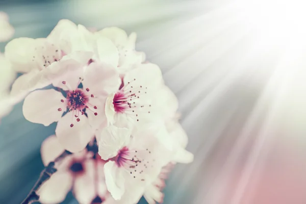 Trädgren med blommor — Stockfoto