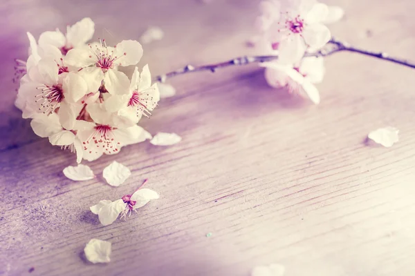 Tree branch with flowers — Stock Photo, Image